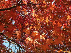 紅葉７
